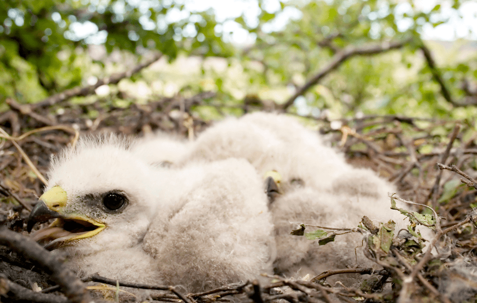 From Nestling to Flight - 6 Amazing Baby Eagle Facts and Pictures - Animal  Corner
