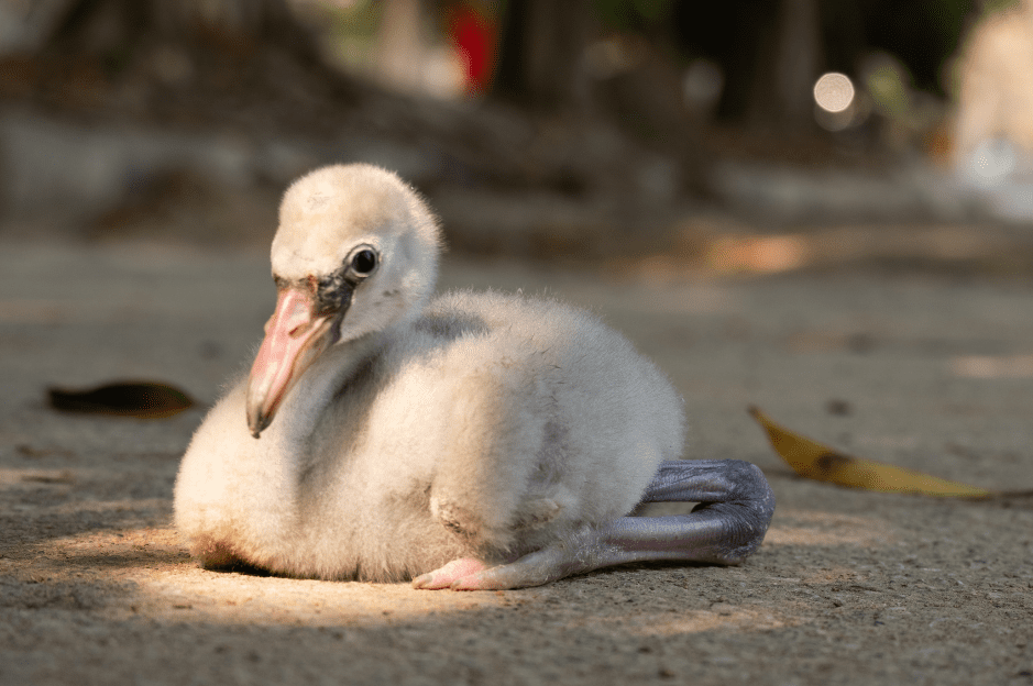 baby-flamingo