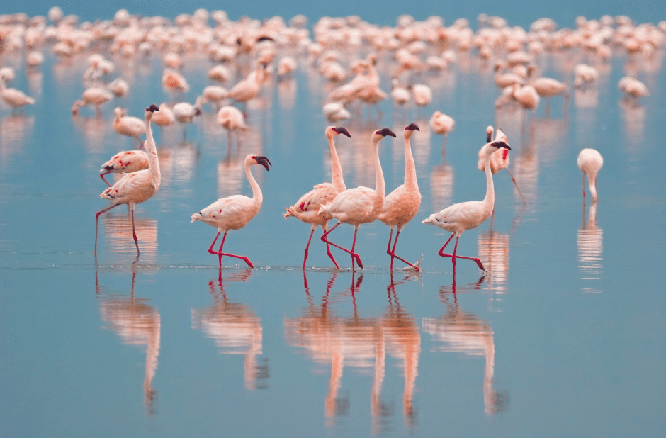 baby-flamingo-creche