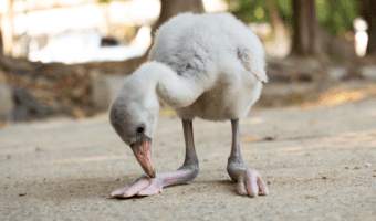 baby-flamingo-facts