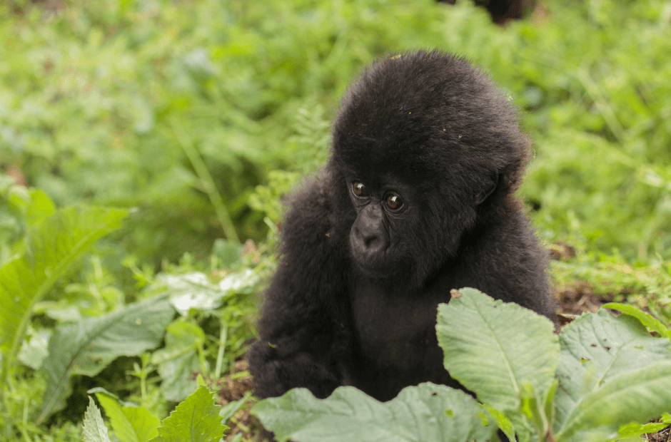 baby-gorilla-facts