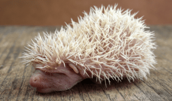 baby-hedgehog-facts