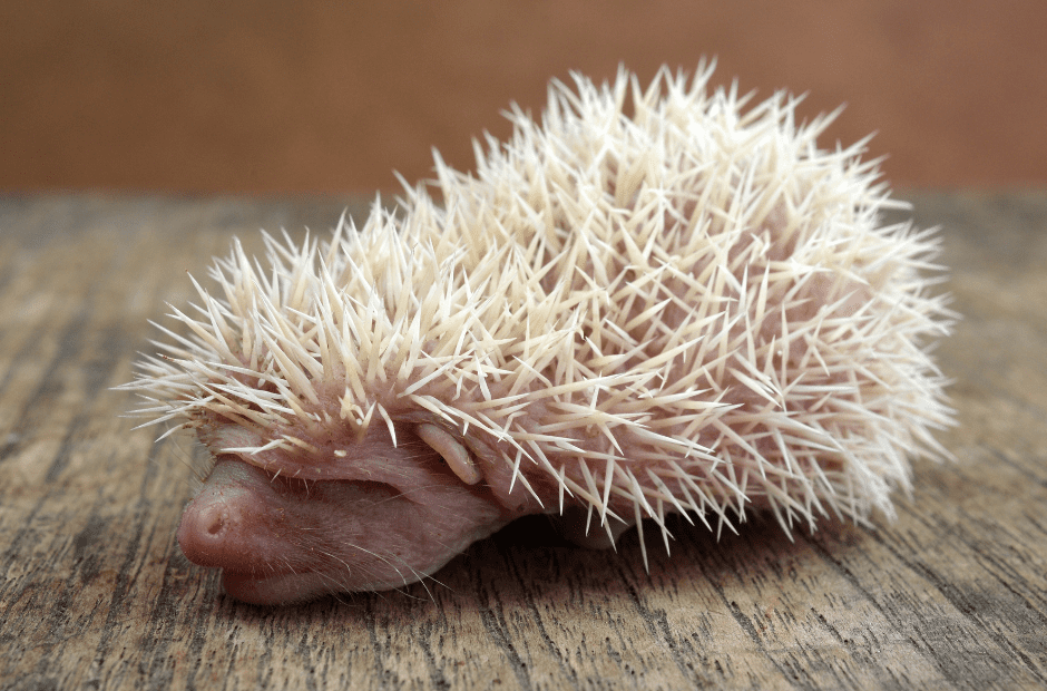 baby-hedgehog-facts