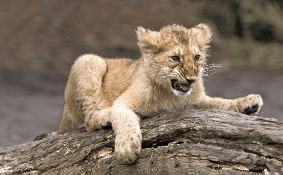 baby-lion-facts
