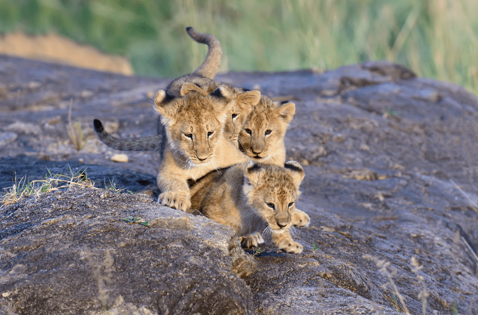 baby-lions