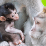 baby-monkey-facts