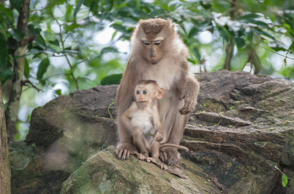 baby-monkey-with-mother