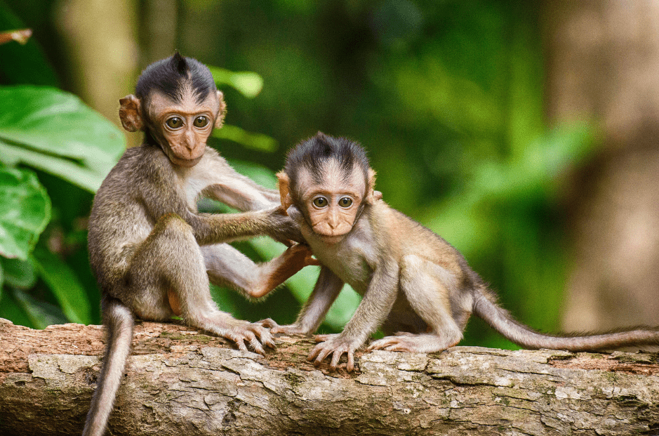 baby-monkeys