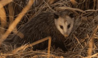 baby-opossum-facts