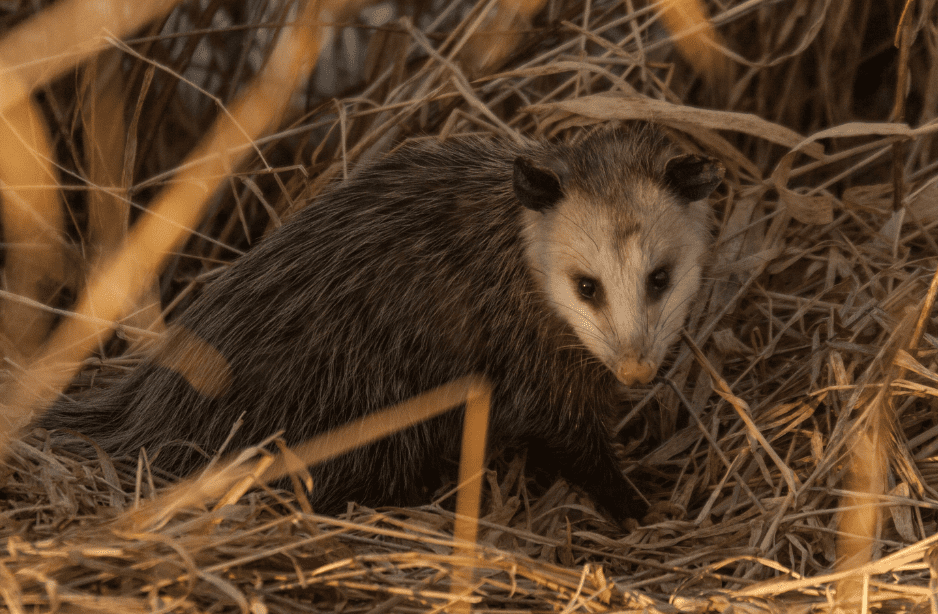 baby-opossum-facts