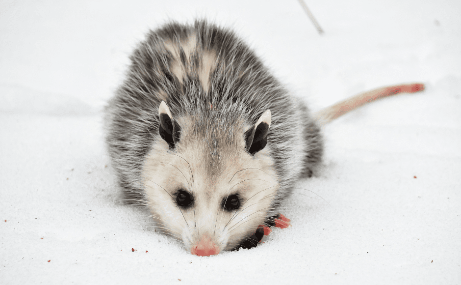 baby-opossums-5642969
