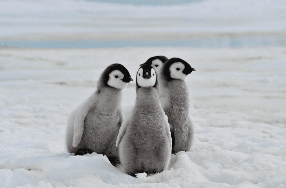 baby-penguin-facts