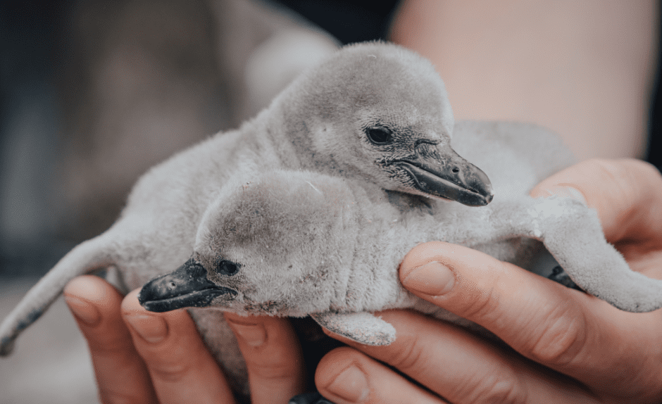 baby-penguins