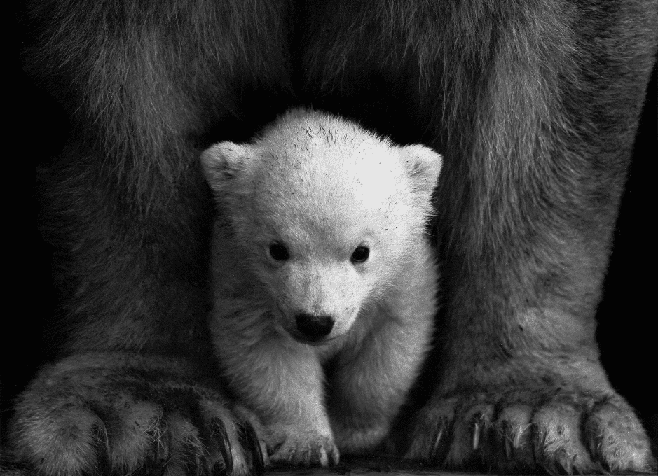 baby-polar-bear-facts
