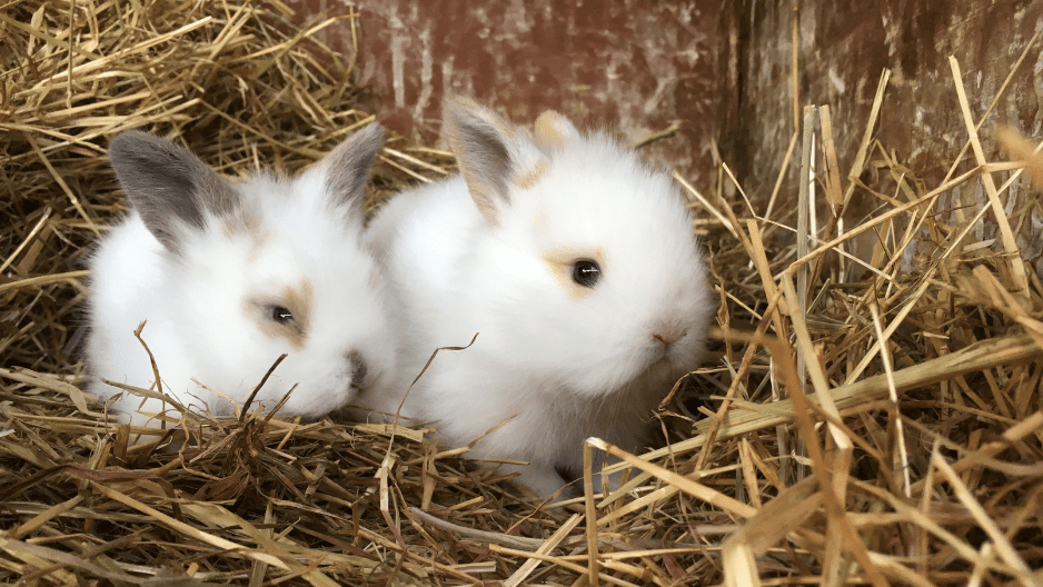 baby-rabbits
