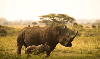 baby-rhino-facts