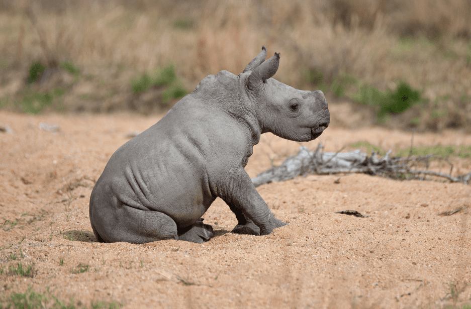 baby-rhinoceros