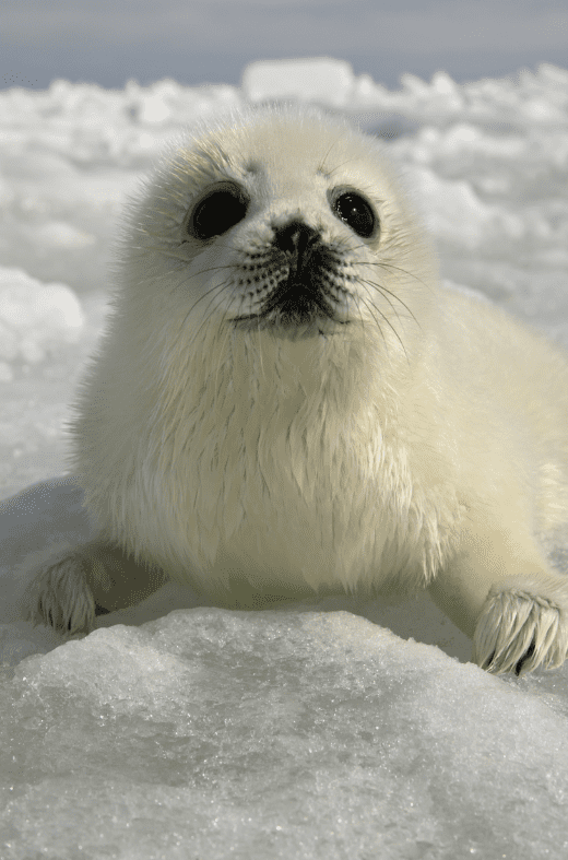 baby-seal