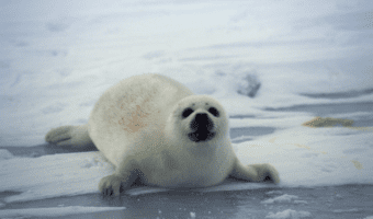 baby-seal-facts