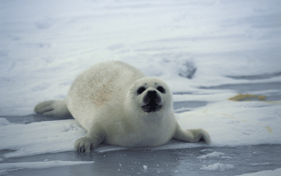 baby-seal-facts