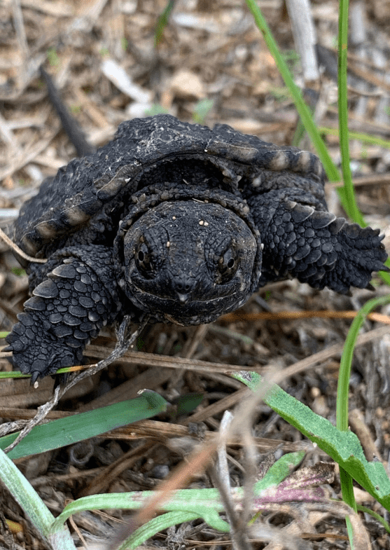 baby-snapping-turtle-4083727