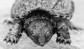 baby-snapping-turtle-facts