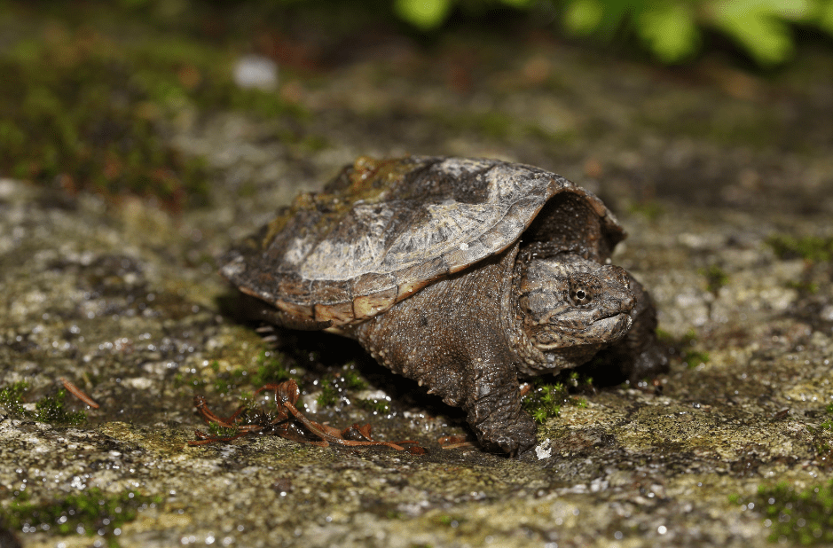 baby-snapping-turtle-hatchling-1971215