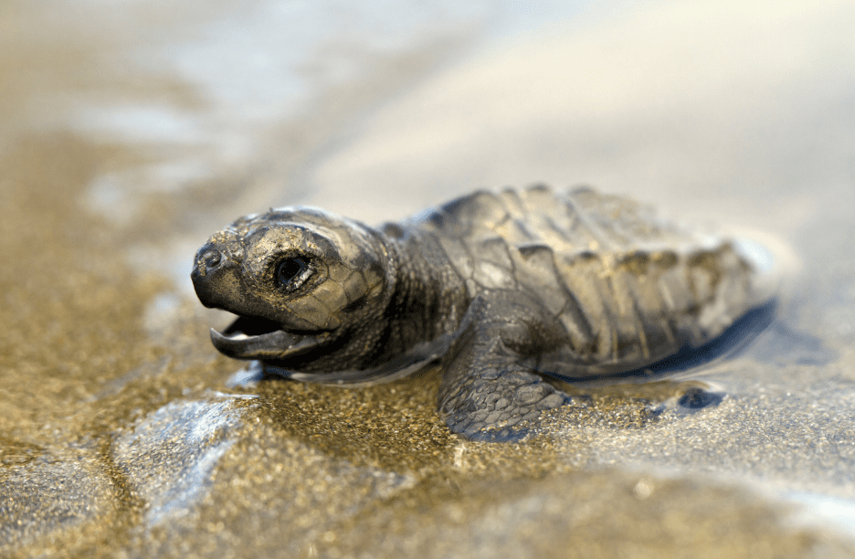 baby-turtle-at-shore
