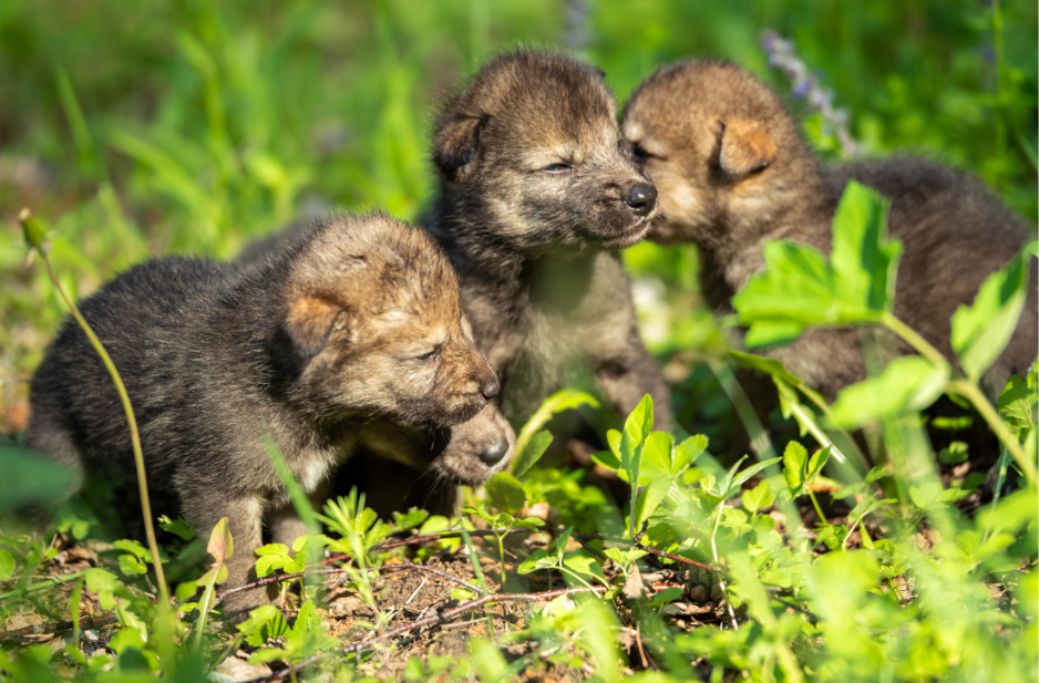 baby-wolf-cubs