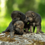 baby-wolf-facts