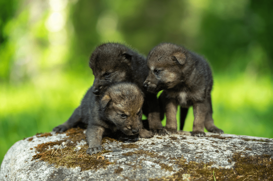 baby-wolf-facts