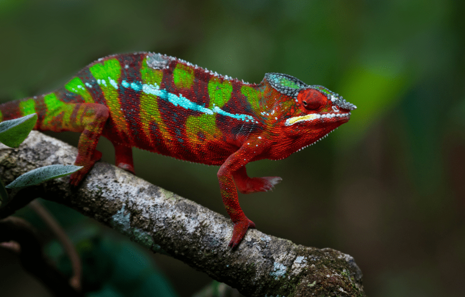 chameleon-hatchling
