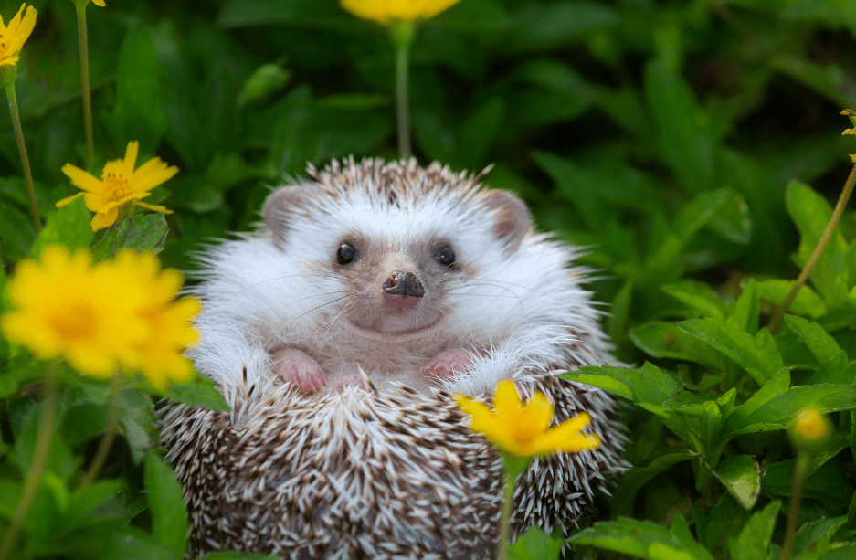 cute-hedgehog