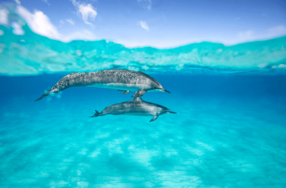 dolphin-mother-and-calf-6003862