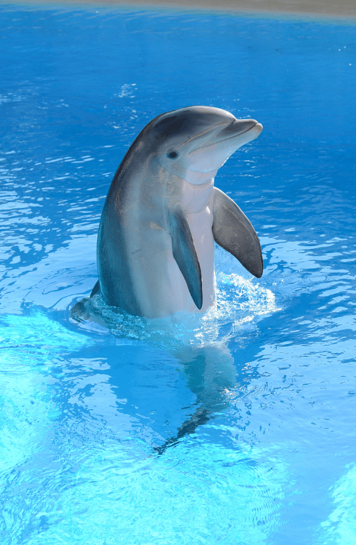 dolphin-playing-5078873