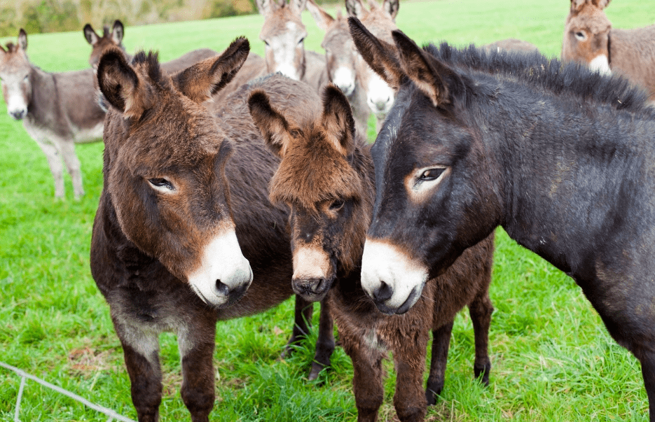 donkey-herd