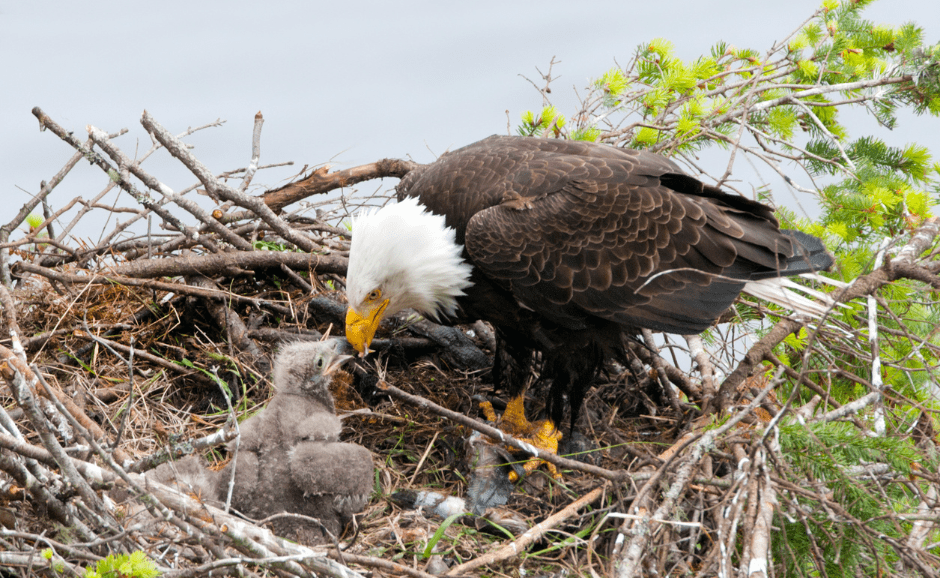 eagle-feeding-babies