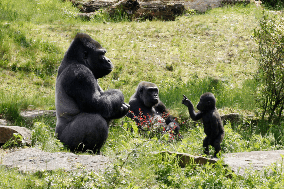 family-of-gorillas-7182888