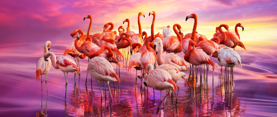 flamboyance-of-flamingos