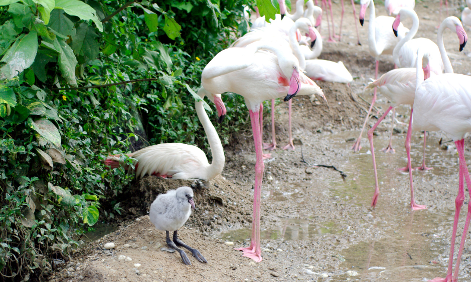 flamingo-chicks