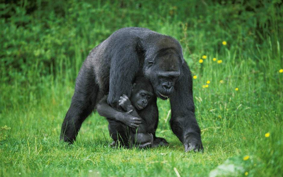 gorilla-baby-with-parent-5828162