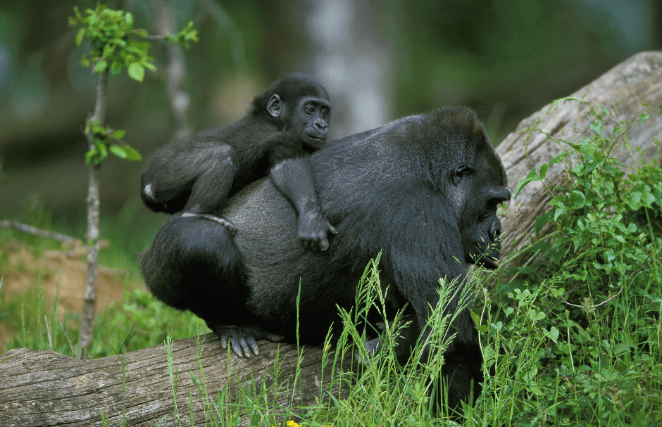gorilla-mother-and-infant-9109347