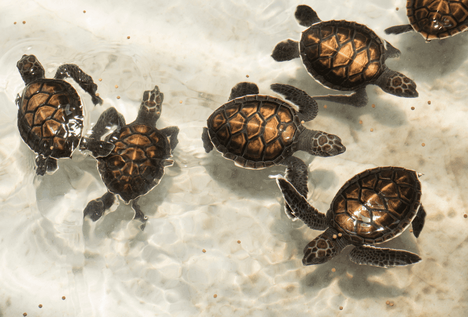 group-of-baby-turtles