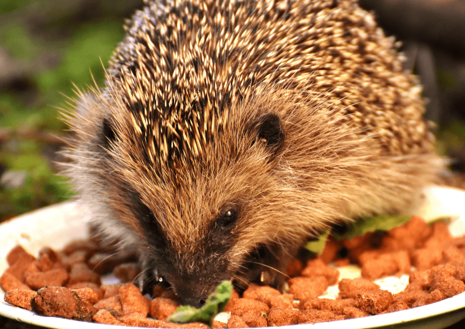 hedgehog-eating
