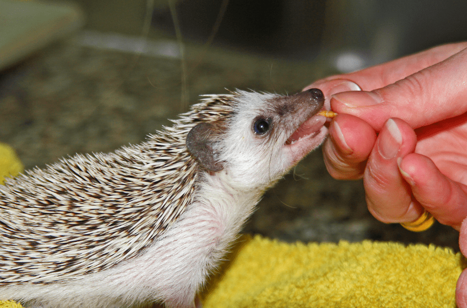 hedgehog-eating