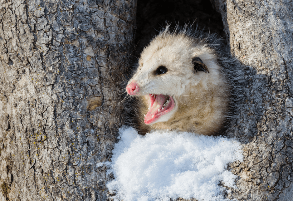 hissing-opossum-joey-3520496
