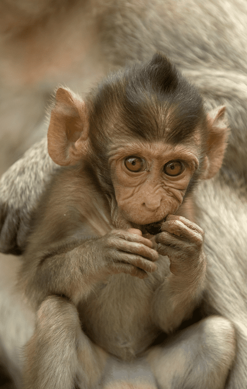 infant-monkeys-3958112