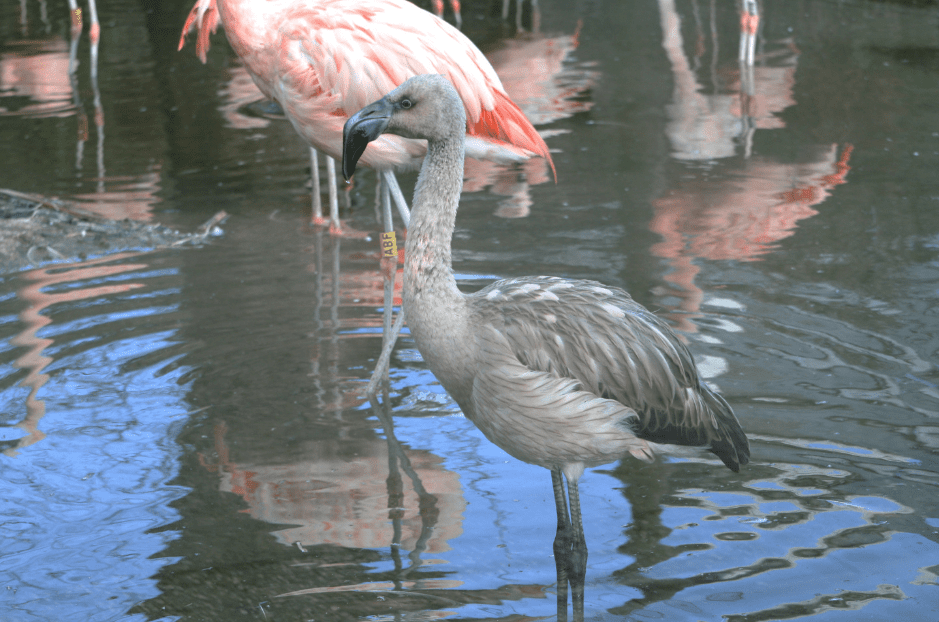 juvenile-flamingo