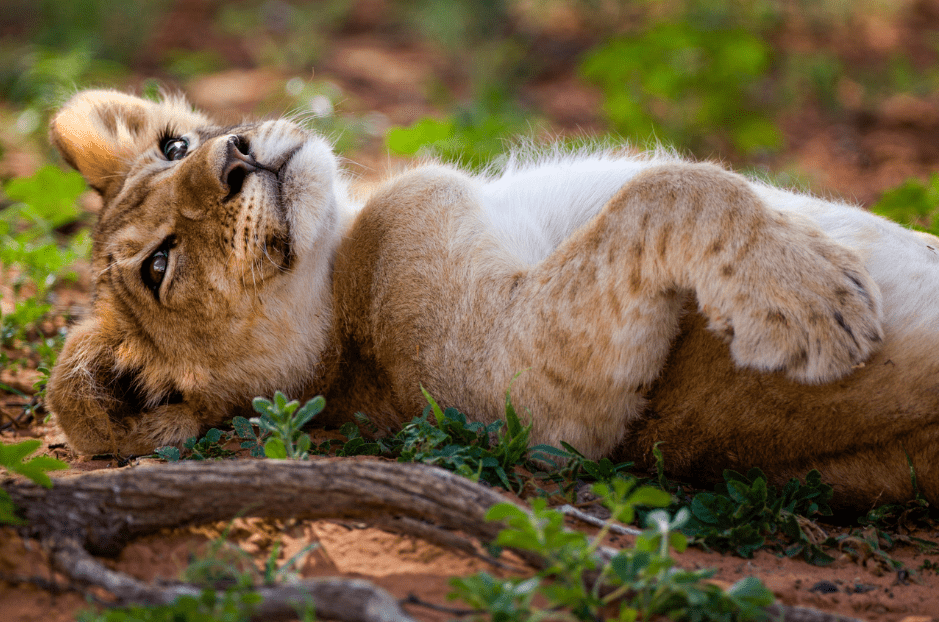 lazy-lion-cub
