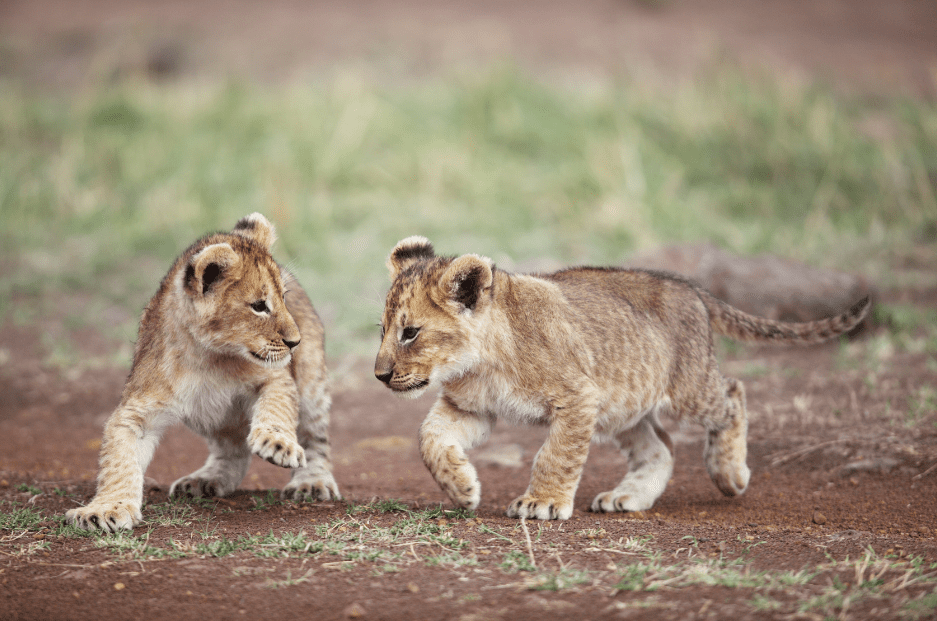 lion-cubs-playing